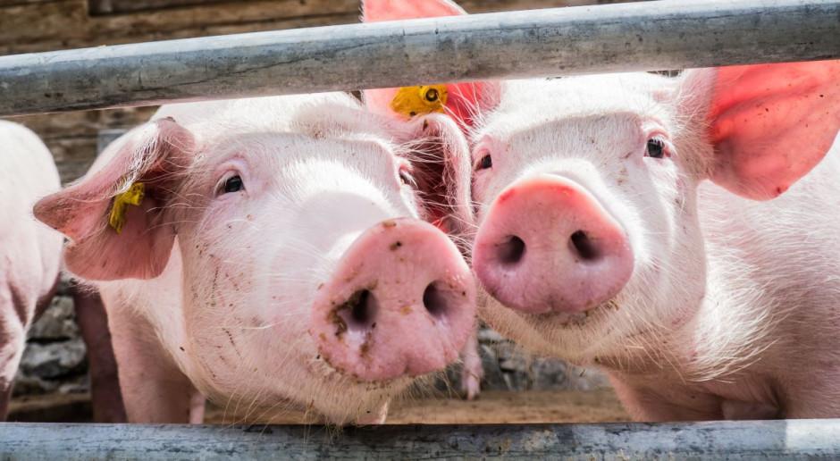 Fot. Shutterstock Stawki za żywiec wieprzowy spadły poniżej 4 zł/kg