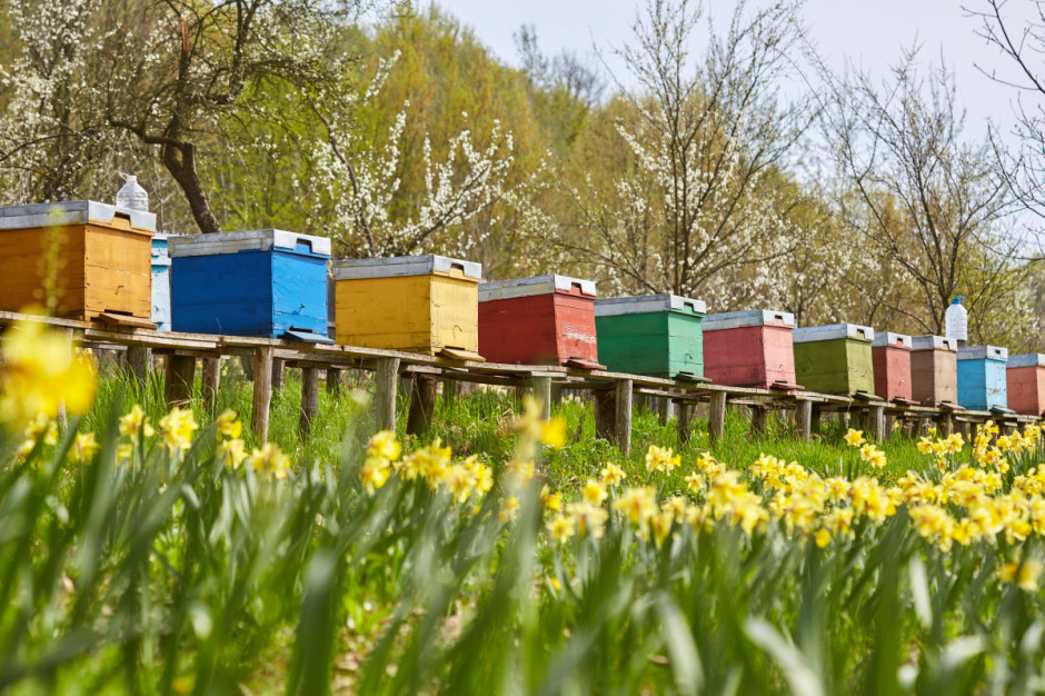 Zbytnia koncentracja pszczoły miodnej na danym terenie stwarza zagrożenie dla innych gatunków zapylaczy Fot.Shutterstock.com