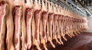 Liczba ubojów świń w Polsce stale spada