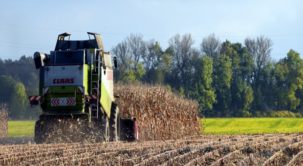 UE wkrótce największym importerem kukurydzy
