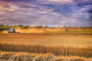 Giełdy krajowe: Ceny zbóż stabilne, podaż ograniczona