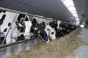 Jak żywienie wpływa na dobrostan krów?