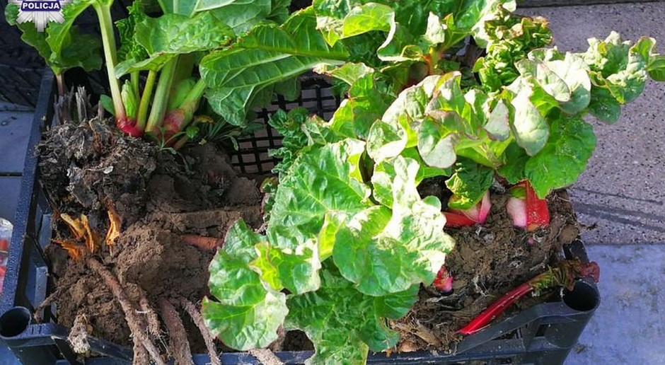 Rabusie zniszczyli rolnikowi plantacje i ukradli rośliny. foto: Policja Złodzieje wykopali z plantacji ekologiczny rabarbar