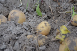 „Młode” ziemniaki dopiero na początku czerwca