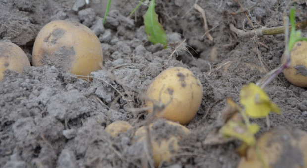 „Młode” ziemniaki dopiero na początku czerwca