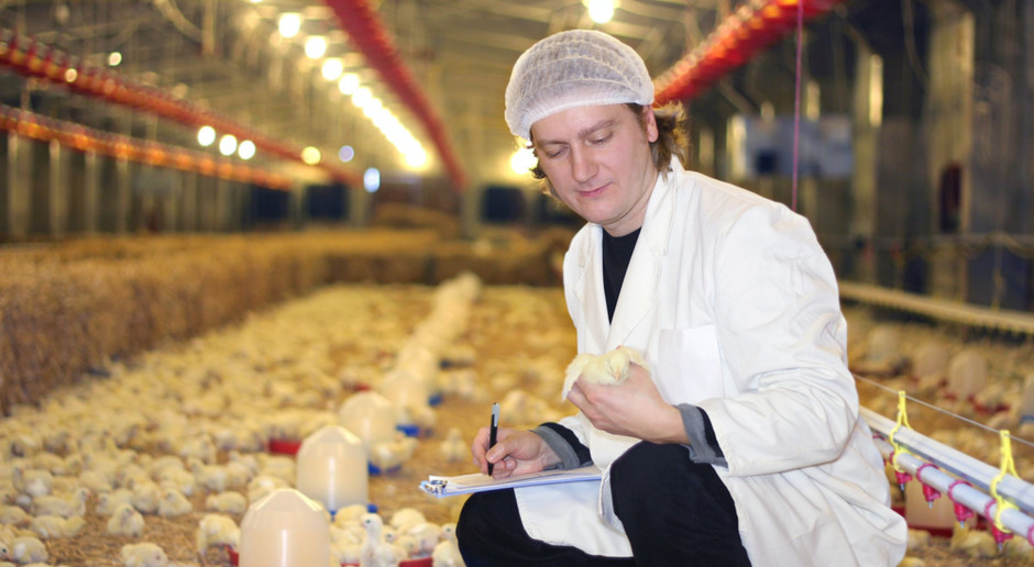 Zmniejszenie zużycia antybiotyków to jedno z głównych wyzwań w nowoczesnej produkcji zwierzęcej. fot. Shutterstock Branża drobiarska musi zmniejszyć zużycie antybiotyków