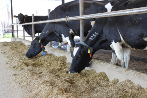Czynniki wpływające na pobranie paszy przez krowy
