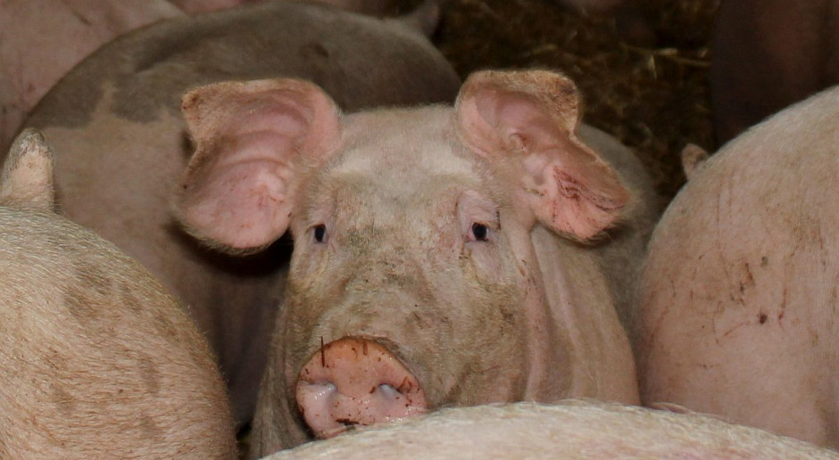 Nagranie będące koronnym dowodem w sprawie zarejestrowano w gminie Barwice w woj. zachodniopomorskim. foto: Farmer Świnie ubijane młotkiem. Obrońcy zwierząt zawiadomili prokuraturę