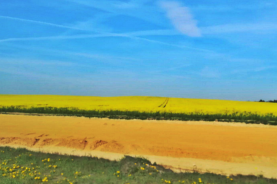 Plantacja rzepaku położona w okolicy Częstochowy w fazie pełni kwitnienia; Fot. A.Kobus