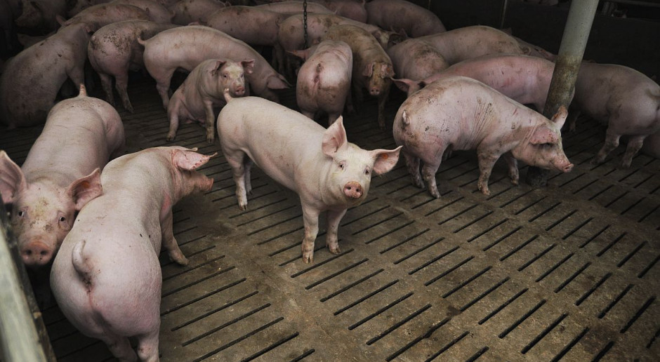 Fot. A.Królak Niemcy: ceny świń na stabilnym poziomie