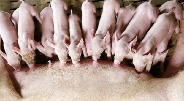 Top 5 chińskiej produkcji świń