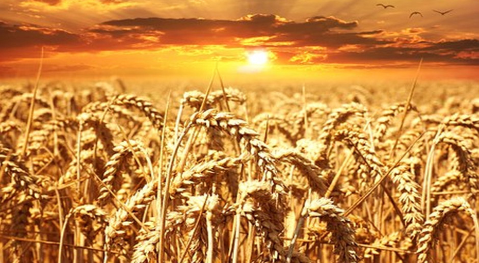 Fot.pixabay.com IGC: Większa prognoza światowej produkcji zbóż