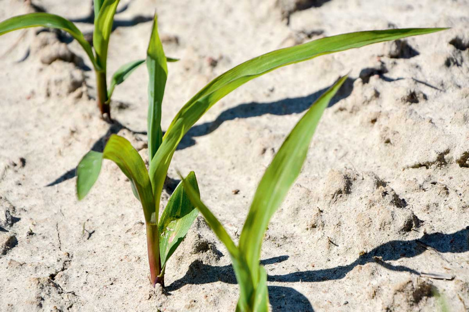 Kukurydza, podobnie jak inne rośliny uprawne, jest narażona na straty w plonie wynikające z oddziaływania stresu biotycznego, np. obecności chwastów, jak i abiotycznego