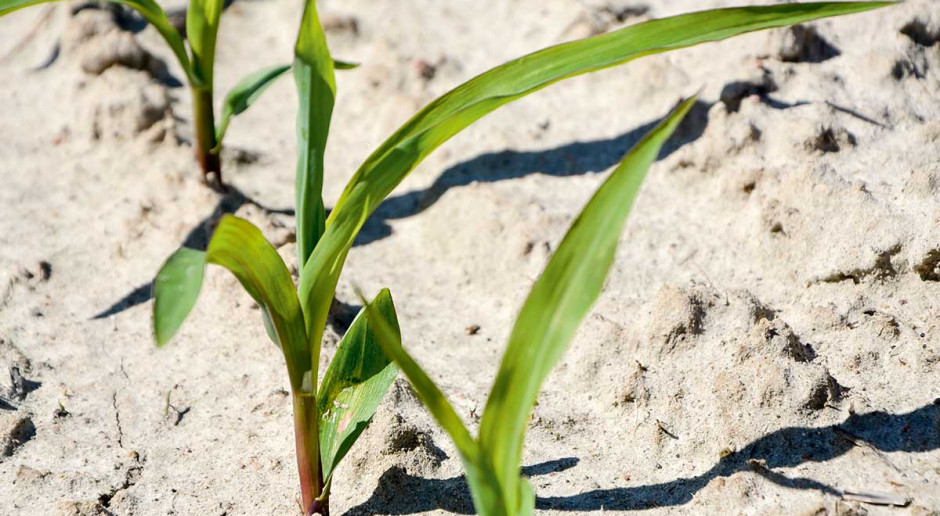 Kukurydza, podobnie jak inne rośliny uprawne, jest narażona na straty w plonie wynikające z oddziaływania stresu biotycznego, np. obecności chwastów, jak i abiotycznego Efekt chwastobójczy i plonotwórczy w kukurydzy