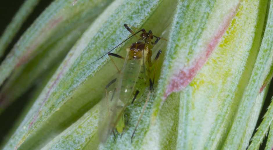 Mszyca zbożowa; Fot. IOR. Insektycydy przeciwko mszycom w zbożach ozimych i jarych