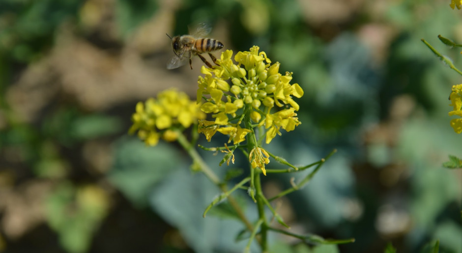 Z uwagi na ochronę pszczół zabiegi opryskiwania na plantacjach należy stosować tylko w godzinach wieczornych; Fot. Katarzyna Szulc Ochrona pszczół i plantacji – wieczorny zabieg opryskiwania