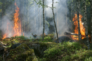 Średnie i duże zagrożenie pożarowe w większości lasów w Polsce