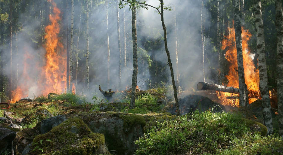 Fot. pixabay Średnie i duże zagrożenie pożarowe w większości lasów w Polsce