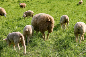 W Bieszczadach i Beskidzie Niskim zakończył się redyk owiec
