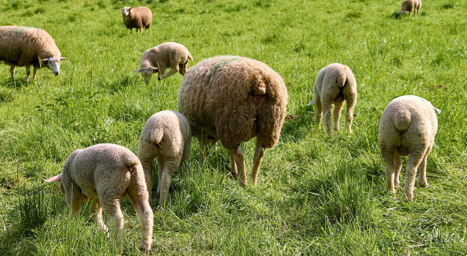 Fot. pixabay W Bieszczadach i Beskidzie Niskim zakończył się redyk owiec