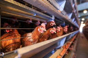 Ruszyła kampania na rzecz poprawy warunków hodowli kurczaków
