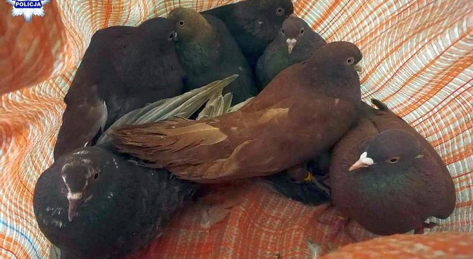 Piętnaście skradzionych gołębi udało się odzyskać. foto: Policja Złodzieje włamali się do gołębnika