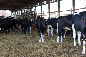 Jak ekoschematy mogą wpłynąć na produkcję mleka?