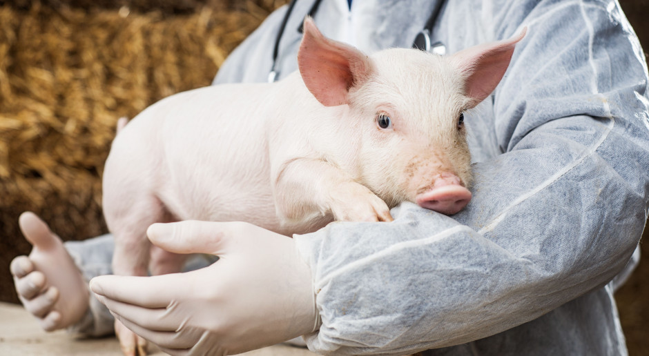 Zużycie antybiotyków w produkcji świń w Danii zmalało o 25 proc. w ciągu ostatnich ośmiu lat. fot. Shutterstock Chcą produkować 1,5 mln świń bez użycia antybiotyków