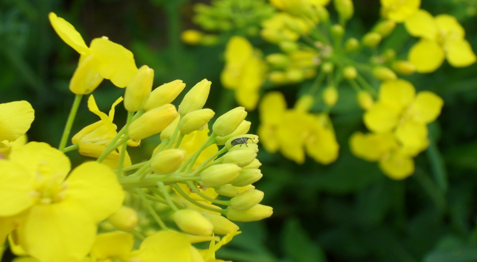 Chowacz podobnik; Fot. Katarzyna Szulc Insektycydy na chowacza podobnika i pryszczarka kapustnika