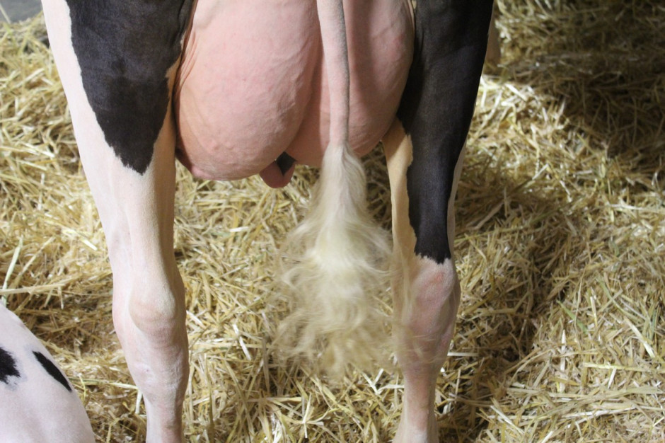 Krowy w okresie zasuszenia są najbardziej narażone na infekcje gruczołu mlekowego, fot.Ł.Ch.