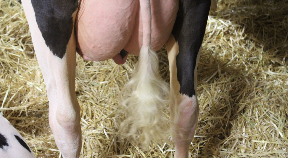 Krowy w okresie zasuszenia są najbardziej narażone na infekcje gruczołu mlekowego, fot.Ł.Ch. Okres zasuszenia najbardziej podatny na występowanie mastitis