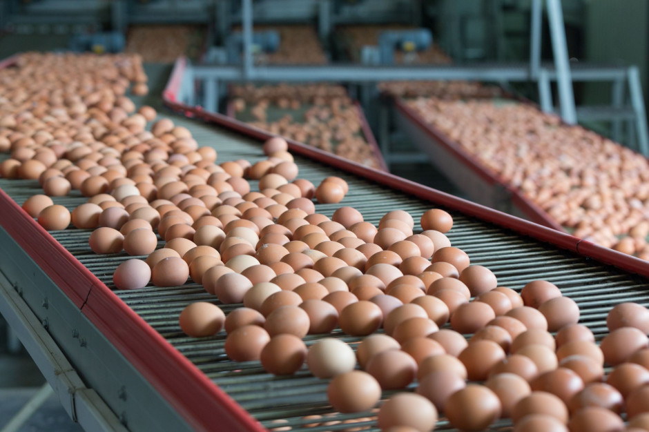 Niemcy mają do wycofania 600 tys. jaj z wolnego wybiegu; Fot. Shutterstock
