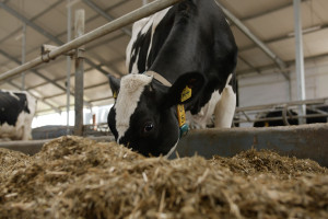 Sejm za ustawą w sprawie dopłat do dobrostanu krów i świń