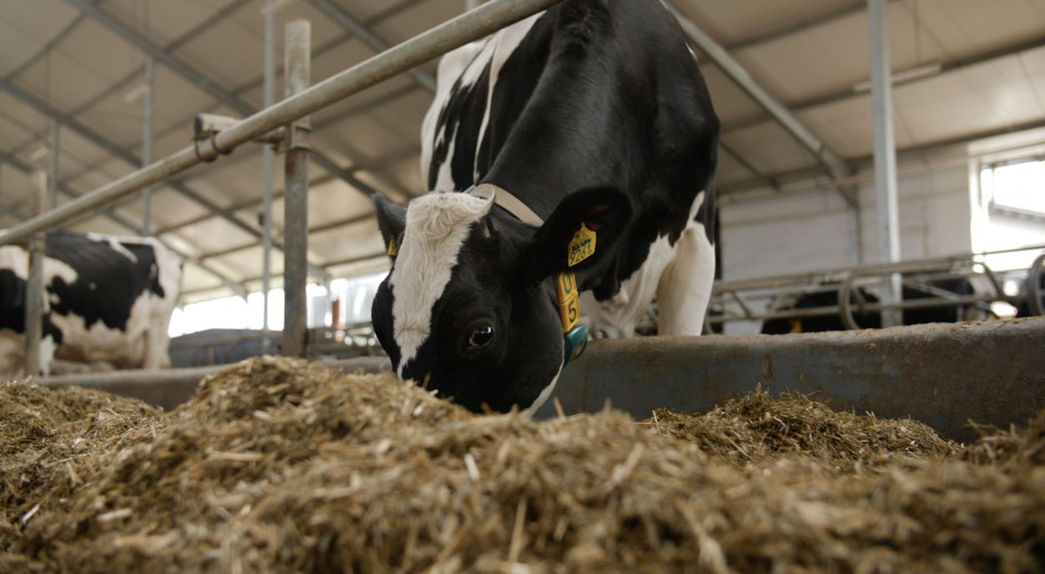 Sejm za ustawą w sprawie dopłat do dobrostanu krów i świń