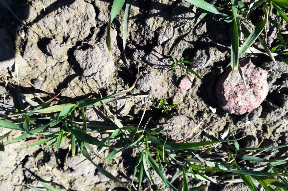 Wczesną wiosną do kontynuacji wegetacji ruszyły także chwasty