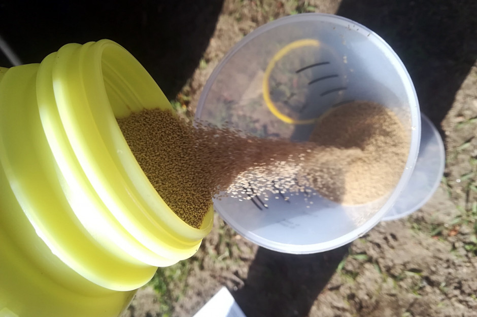 Zdecydowałem się go podać w dawce 0,07 kg/ha, a efekt chwastobójczy wzmocnić adiuwantem Dash HC w dawce 1,0 l/ha