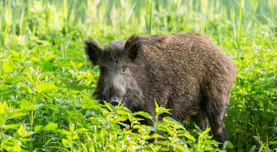 fot. Shutterstock Błędny sposób postępowania wobec ASF w Polsce w 2014 roku narzuciła Unia Europejska?