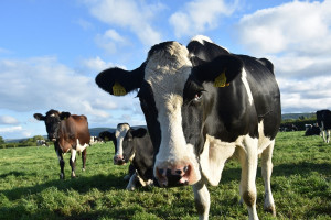 Problemy zawodowe krów mlecznych
