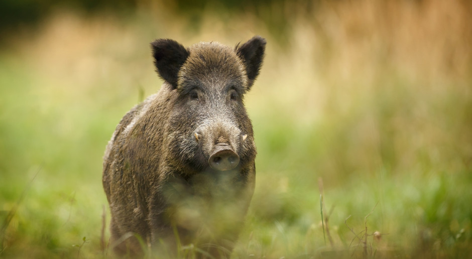Fot. Shutterstock Skuteczne domowe sposoby na odstraszanie dzików