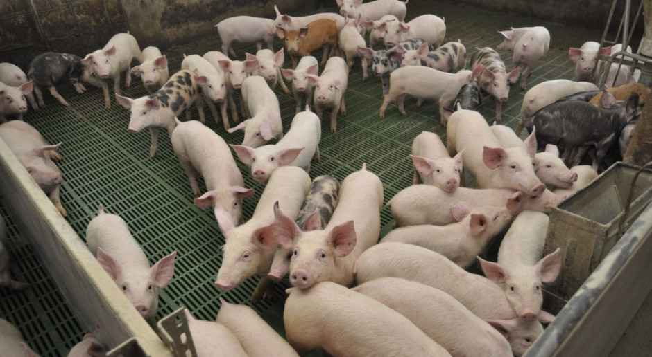Pogłowie świń w marcu 2018 r. liczyło 11 992,2 tys. sztuk. fot. A. Królak Pogłowie świń rośnie, a import prosiąt bije kolejne rekordy