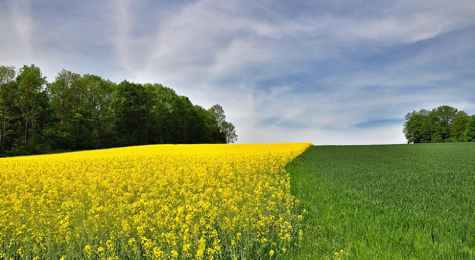 fot. Pixabay W tym roku ARiMR sprawdzi później dywersyfikację upraw