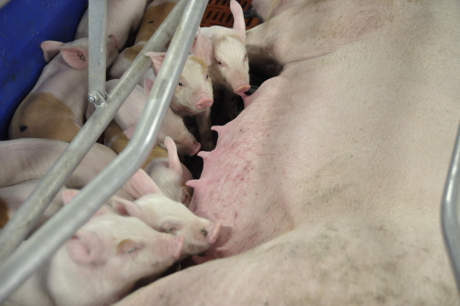 Wskaźniki reprodukcyjne loch należą do najważniejszych z ekonomicznego punktu widzenia parametrów decydujących o rentowności gospodarstw utrzymujących świnie