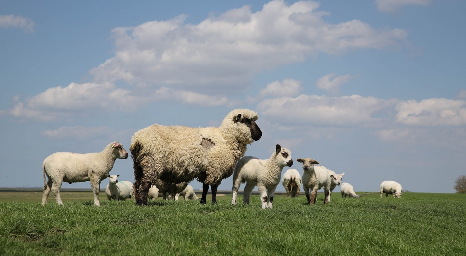 Fot.pixabay.com UE: Droższe owce ciężkie, tańsze jagnięta