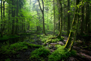 Minister Kowalczyk wydał polecenie uchylenia decyzji ws. usuwania drzew w Puszczy Białowieskiej