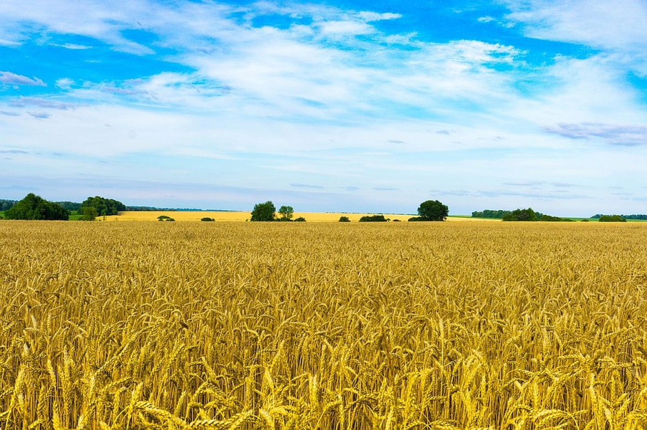 Na Ukrainie około 12 milionów hektarów lub 28 proc. całkowitej powierzchni użytków rolnych jest nielegalnie dzierżawionych; Fot.pixabay.com