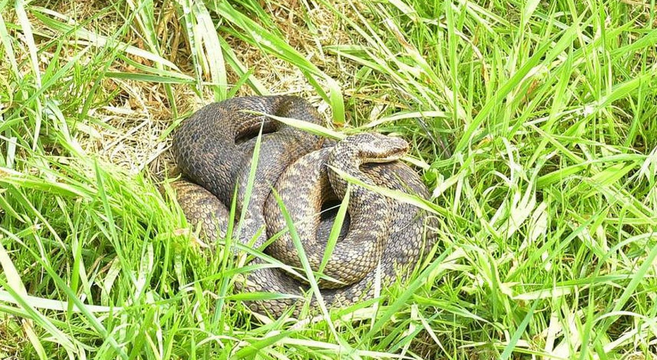 Takie zwierzęta lepiej omijać szerokim łukiem. foto: pixabay Uwaga na żmije! Jedna z nich pod Wieluniem ukąsiła człowieka