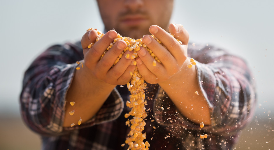 Najwięcej zyskała amerykańska kukurydza; Fot. Shutterstock Mieszane notowania zbóż