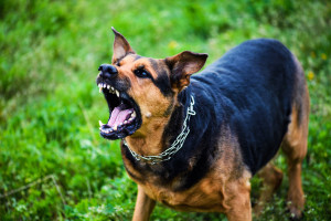 MS: surowe kary za niedopilnowanie niebezpiecznych psów