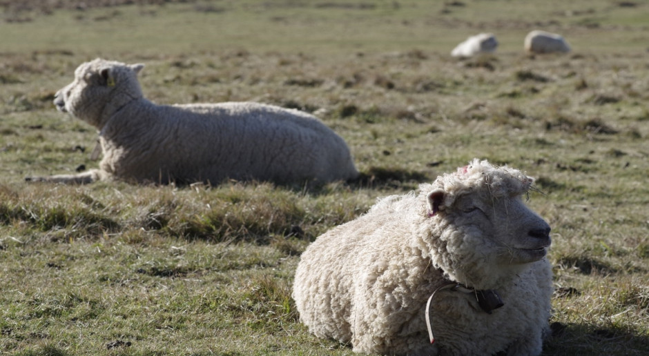 Fot. pixabay.com Australijska farma XXL na sprzedaż
