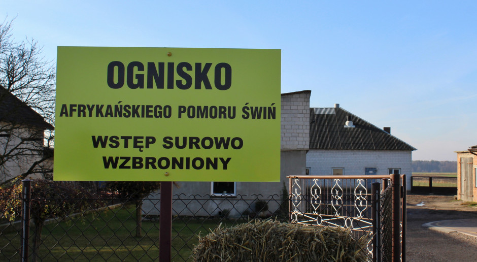 Nowe ogniska wirusa pojawiły się w powiatach: chełmskim, parczewskim i radzyńskim. ASF wykryto m.in. w gospodarstwie w gm. Jabłoń, w którym hodowano 178 świń; w gospodarstwie w gm. Podedwórze, w którym było 50 świń, oraz w gospodarstwie w gm. Ulan Majorat z 43 świniami; Fot. G. Tomczyk Lubelskie: Wykryto siedem nowych ognisk ASF u świń